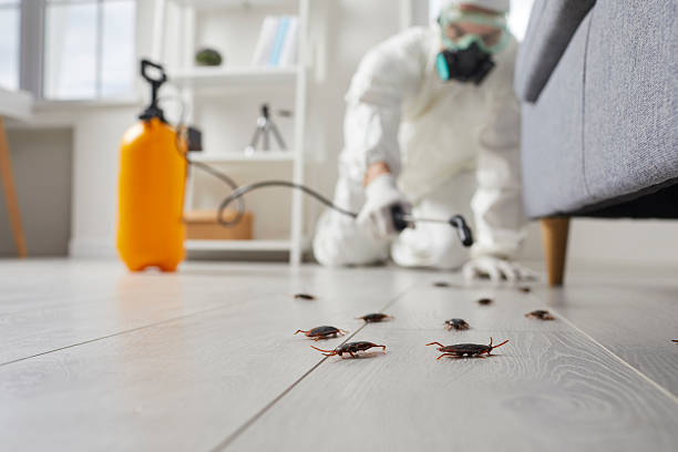 Post-Treatment Bed Bug Interceptor Monitoring in Exeter